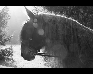 Photographie balade en cheval
