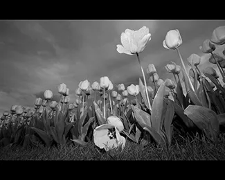 Photographie