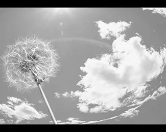 Photographie d’un dandelion