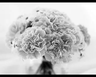 Photographie pour fleuristes