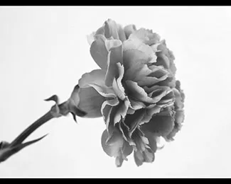 Photographie sensible et tendre de fleur