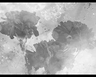 Création graphique autour des fleurs