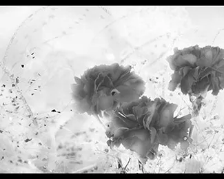 Photographie chez fleuriste