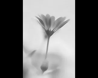 Photographie solifleur