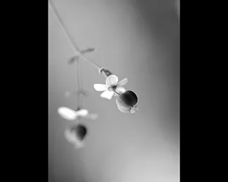 Photographie mauve
