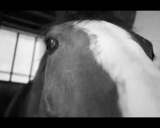 Photographie d’un cheval qui nous a à l’œil