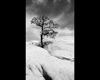 Photographie d’un bonsaï naturel